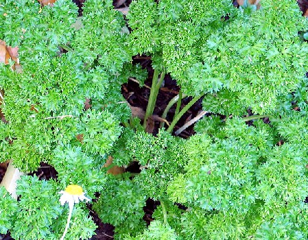Curley Leaf Parsley